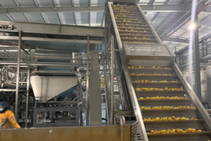 Dried Fruit Vegetable Slices Production Line