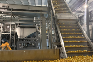 Automatic mango juice production line